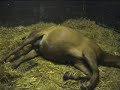 birth of a foal
