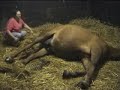 Birth of a Foal