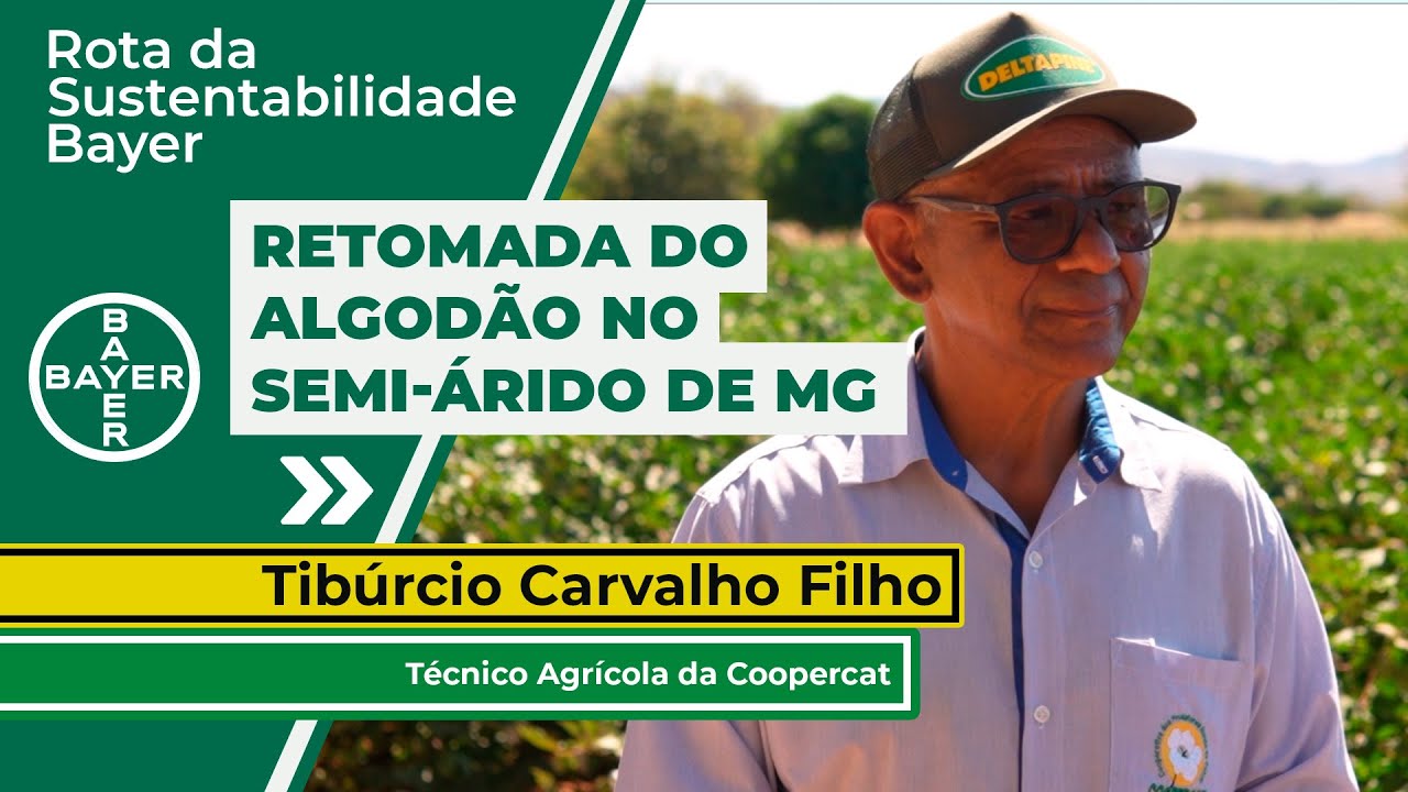 Retomada da cultura do algodão marca novo momento para produtores do semi-árido do norte de MG