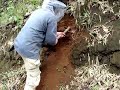 Digging up the honey comb #1