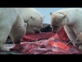 Polar Bears of Barter Island