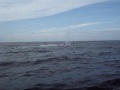 Whales In St Johns Newfoundland