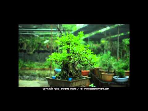 how to care for duranta erecta