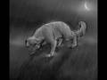 Warriors-Bluestar~Stand In The Rain
