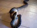 Scrub Python eating