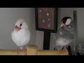 Click here to watch this video 寄りたいけど