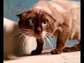 Ну очень странный кот