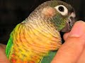 Green Cheek Conures (Yellow Sided & Cinnamon)