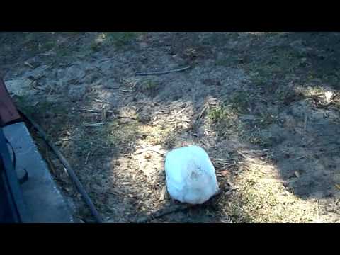 how to treat wry neck in chickens