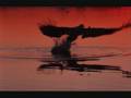 XIV dark centuries - falsche propheten