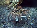 Goliath birdeater catches a Locust Goliath birdeater catches a Locust
