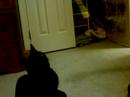 THE KITTES