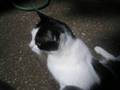 Catz Talkin' #1- 