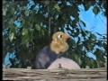 Rainbow - The Ugly Duckling (1 Of 2)