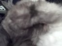 bentley sleeping