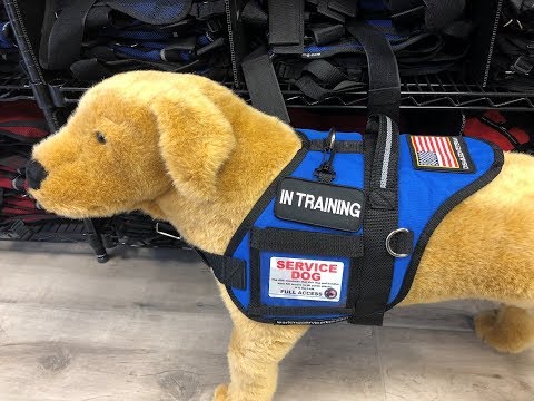 video-linktoworks-Identify your Service Dog In Training Easily with a...