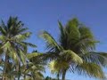 Vieques -- Esperanza Harbor and Sun Bay and Horses