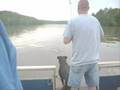 Big blue May 3rd with Big E World record Blue Catfish Hunt on Lake Wateree