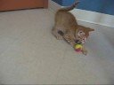 Winnie le chat Winnie le chat