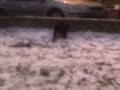 videos de MOV00004