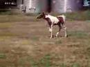 Flashy Pinto Arab Colt