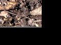 Alchemy - dance  discovery