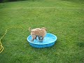 Wheaten Pool time