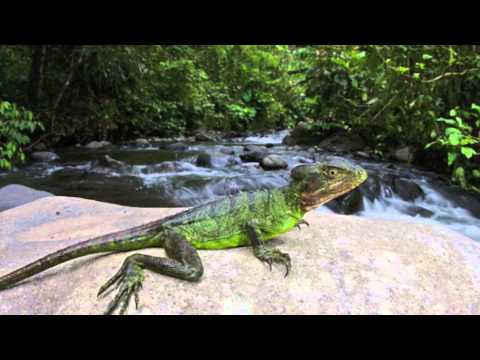 lizard - Their are three types of basilisk, the Plumed Basilisk (or Green Basilisk), the Red-Headed Basilisk, and the Brown Basilisk. The feature that sets basilisks ...