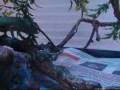 videos de baby chameleon eating.wmv
