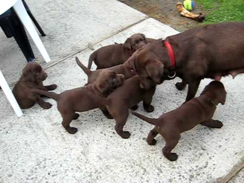 chiots labrador chocolat – lab puppies