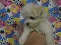 Teacup Maltese Puppy For Sale,