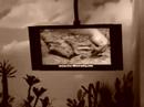 Creation Museum Clip: Creationist Paleontologist
