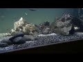 300 gallon Lake Tanganyika Cichlid tank 300 gallon Lake Tanganyika Cichlid tank