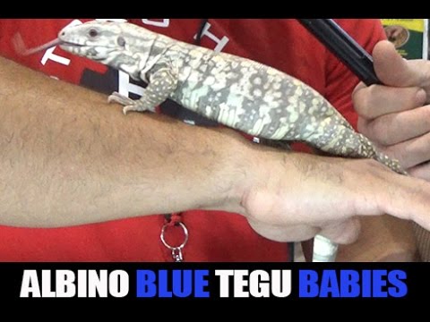 YouTube reptile video