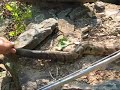 Timber Rattlesnake