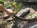 Timber Rattlesnake