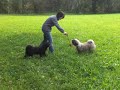 tibis beim laufen tibis beim laufen
