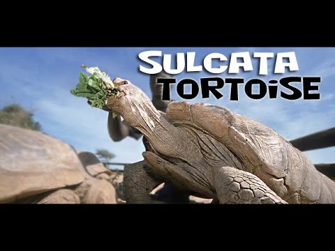 YouTube reptile video