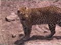 Leopard and cub near Lobo in the Serengeti Leopard and cub near Lobo in the Serengeti