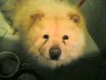 Dogs - uncut Dogs - uncut