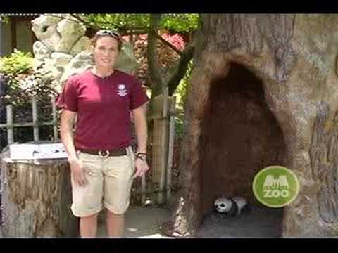 Keepers Log - Giant Panda 5/25/07