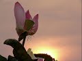 人間音緣~媽祖(陳莛羽音樂創作)