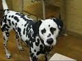 dalmatian