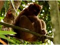 The Lemurs of Madagascar
