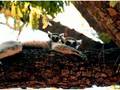 The Lemurs of Madagascar