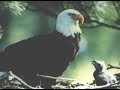 Eagles Fly on IYI