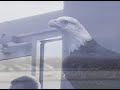 Eagles Fly on IYI