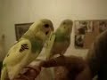 budgie goes crazy looking in mirror