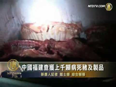 中國福建查獲上千噸病死豬及製品(視頻)
