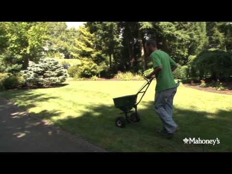 Kristina, one of Mahoney's Lawn Care specialists, talks about over-seeding your lawn.